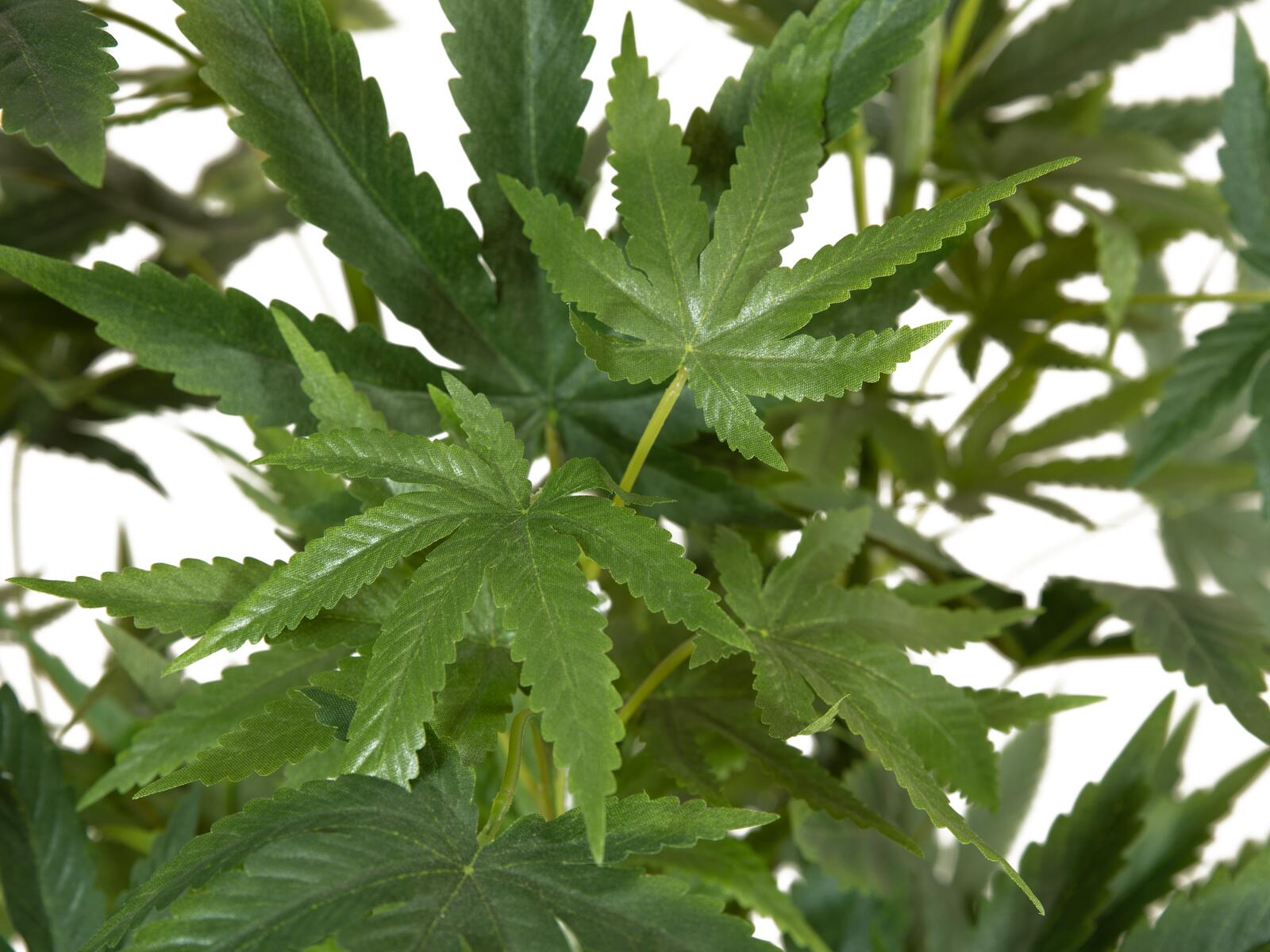 EUROPALMS Cannabis-plant, artificial plant, 150cm - Image 4