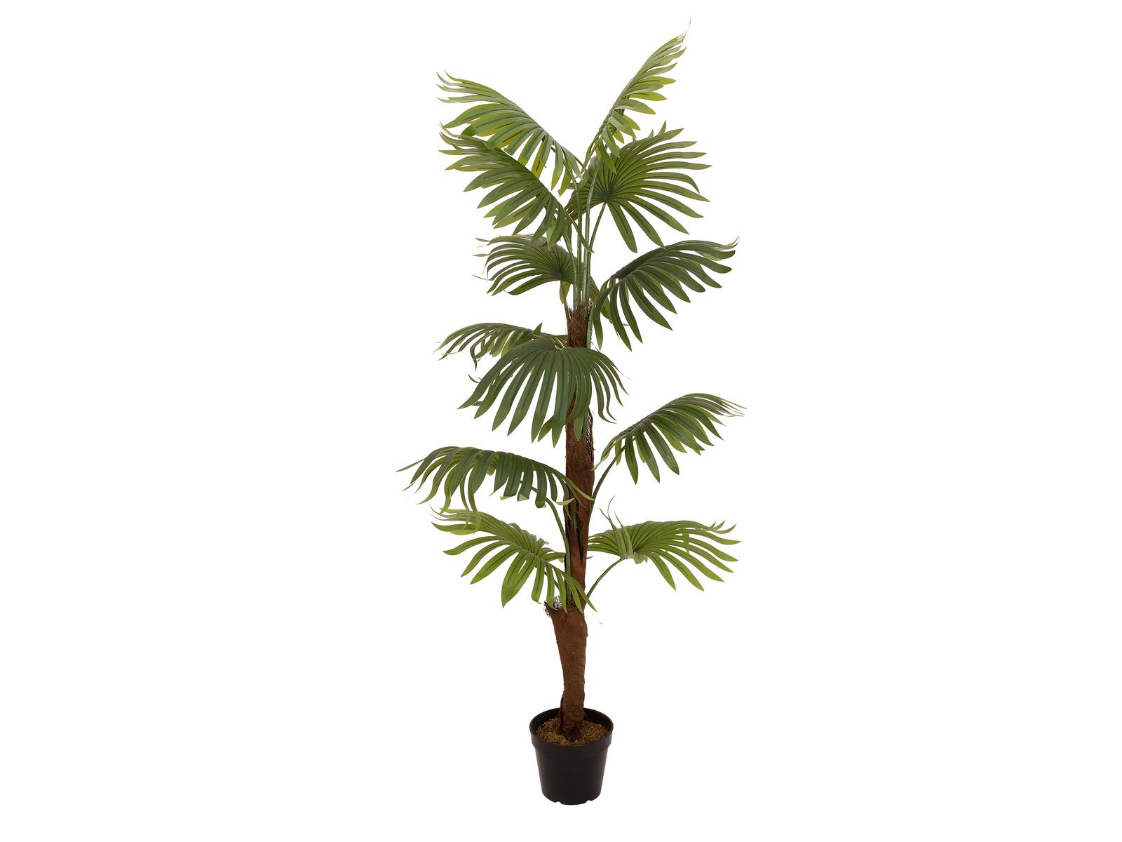 EUROPALMS Fan Palm, artificial plant, 155cm